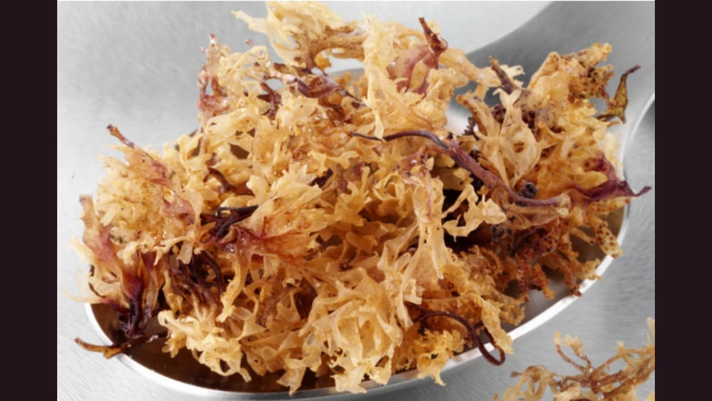 Sea Moss & Jamaican Black Castor Oil 