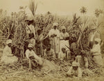 History of Jamaican Black Castor Oil